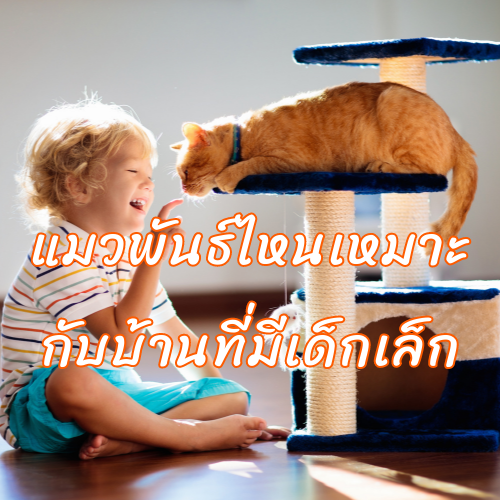 แมวพันธ์ไหนเหมาะกับบ้านที่มีเด็กเล็ก